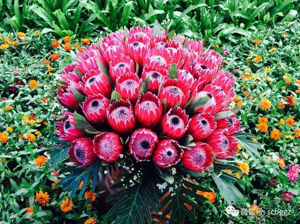 帝王花是哪个国家的国花？南非共和国的国花叫什么