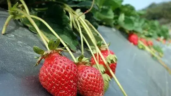 草莓什么时候种植最好（草莓的最佳种植时间）