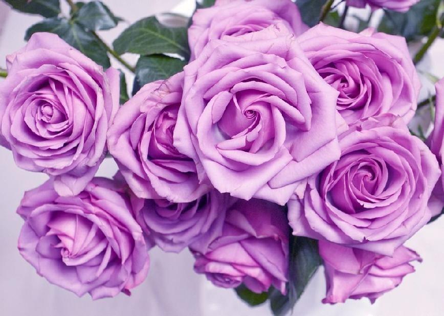 紫玫瑰花语象征与寓意，了解紫玫瑰代表什么含义