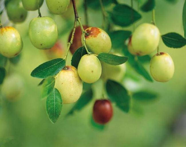 枣树什么时候移栽成活率高，最适合种植枣树的季节