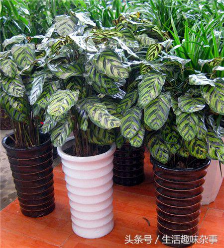天鹅绒竹芋的养殖方法，栽种天鹅绒的注意事项