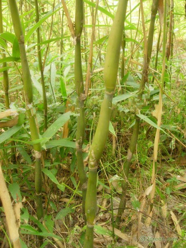 观赏竹都有哪些，常见的几种观赏竹的介绍
