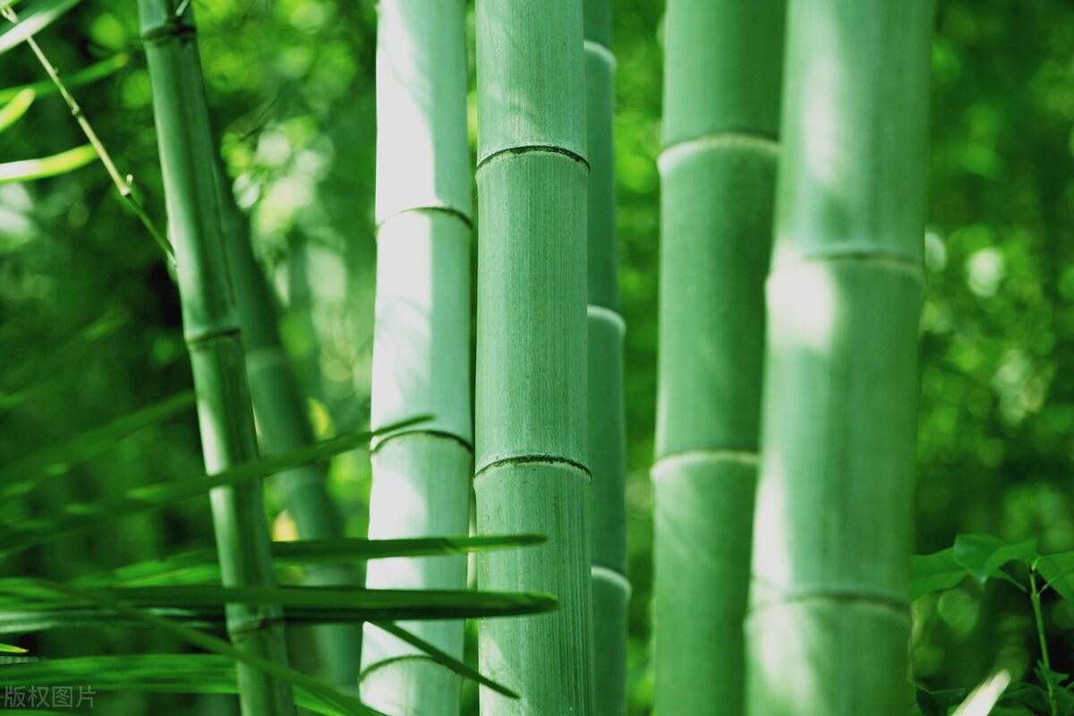 竹子是草本植物还是木本植物，竹子是属于哪一科的呢