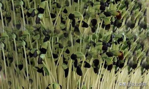 黑豆苗的种植方法步骤，家种黑豆苗的养殖技巧