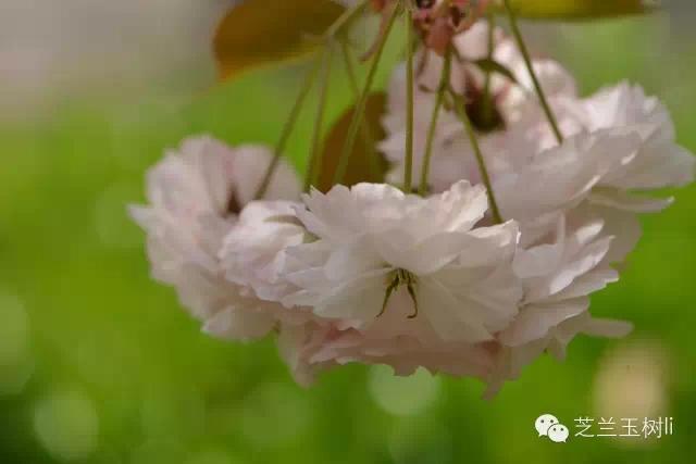 松月樱花简介，松月樱花的花期是什么时候