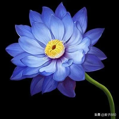 蓝莲花的寓意和象征，简述蓝莲花的花语是什么意思