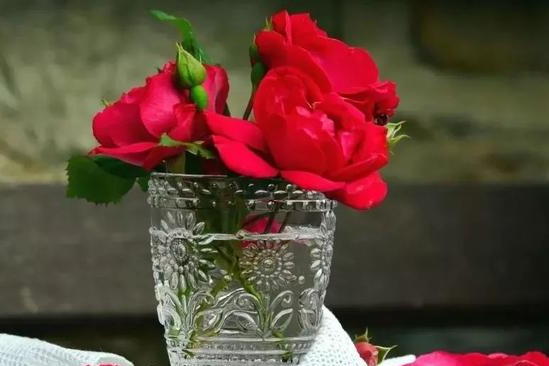 玫瑰花放水里怎么养才不会枯萎，玫瑰花如何保鲜时间更长