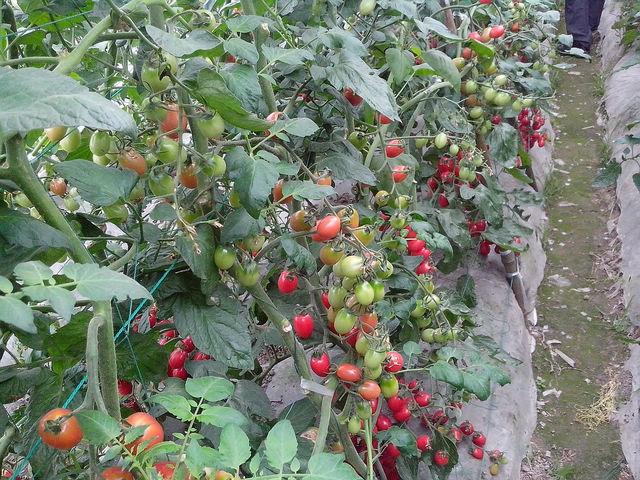 西红柿栽培管理技术，西红柿的种植要点分享