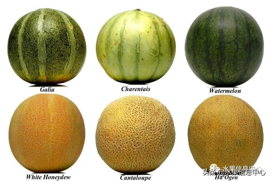 甜瓜和哈密瓜的区别，甜瓜和哈密瓜是一种吗