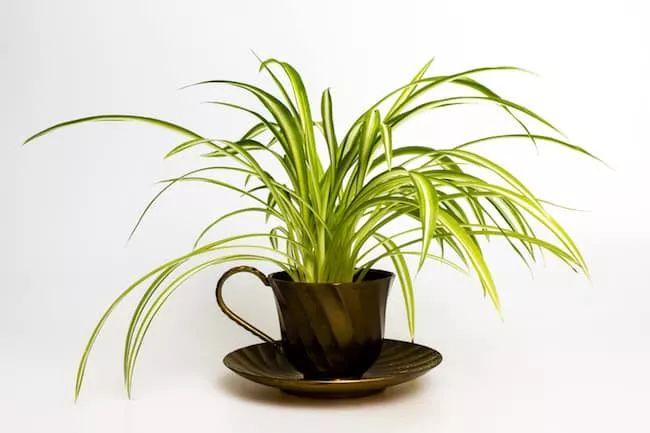 办公桌上放什么植物好，适合办公桌摆放的绿植推荐