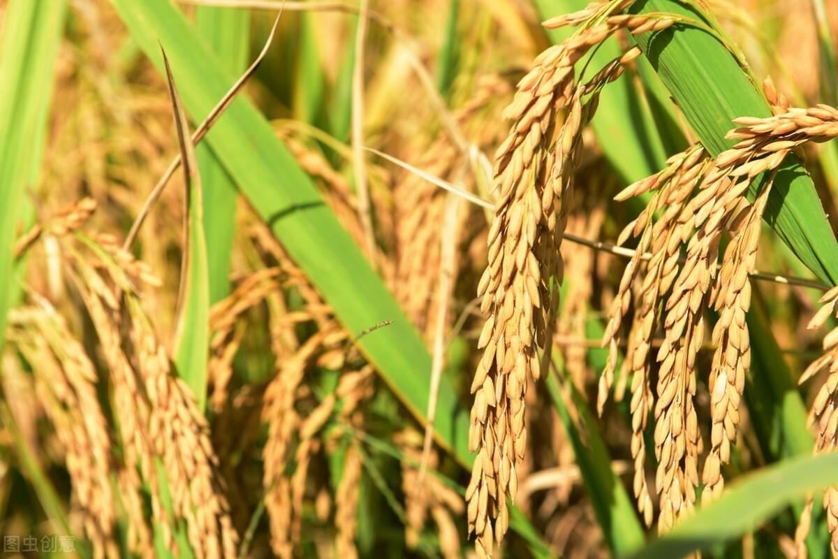 水稻一年几熟，水稻的生长周期