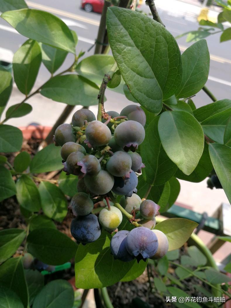 蓝莓有籽吗，蓝莓的籽能养成蓝莓苗吗