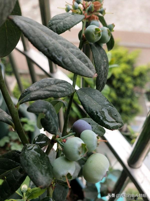 蓝莓有籽吗，蓝莓的籽能养成蓝莓苗吗