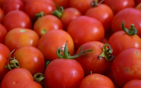 西红柿多久能成熟采摘，西红柿成熟需要多少天