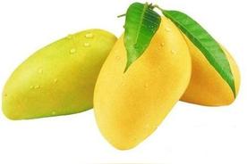 芒果产地是在什么地方，芒果的起源地