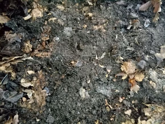 腐叶土是什么土做的，自制腐叶土的方法