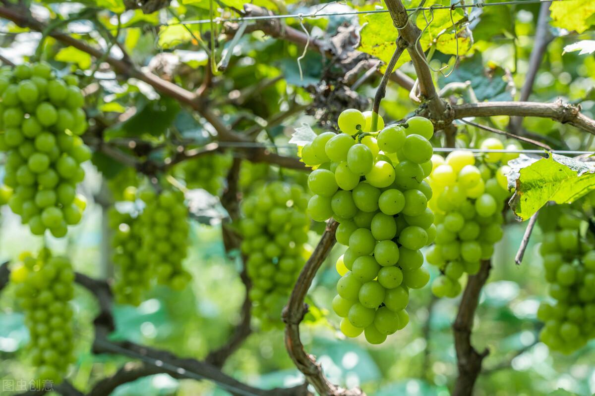 盆栽葡萄什么品种最好，适合花盆里种的葡萄品种