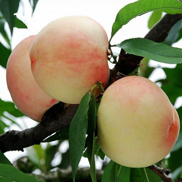 桃子核怎么种才会发芽，桃子核如何好发芽柿子花图片