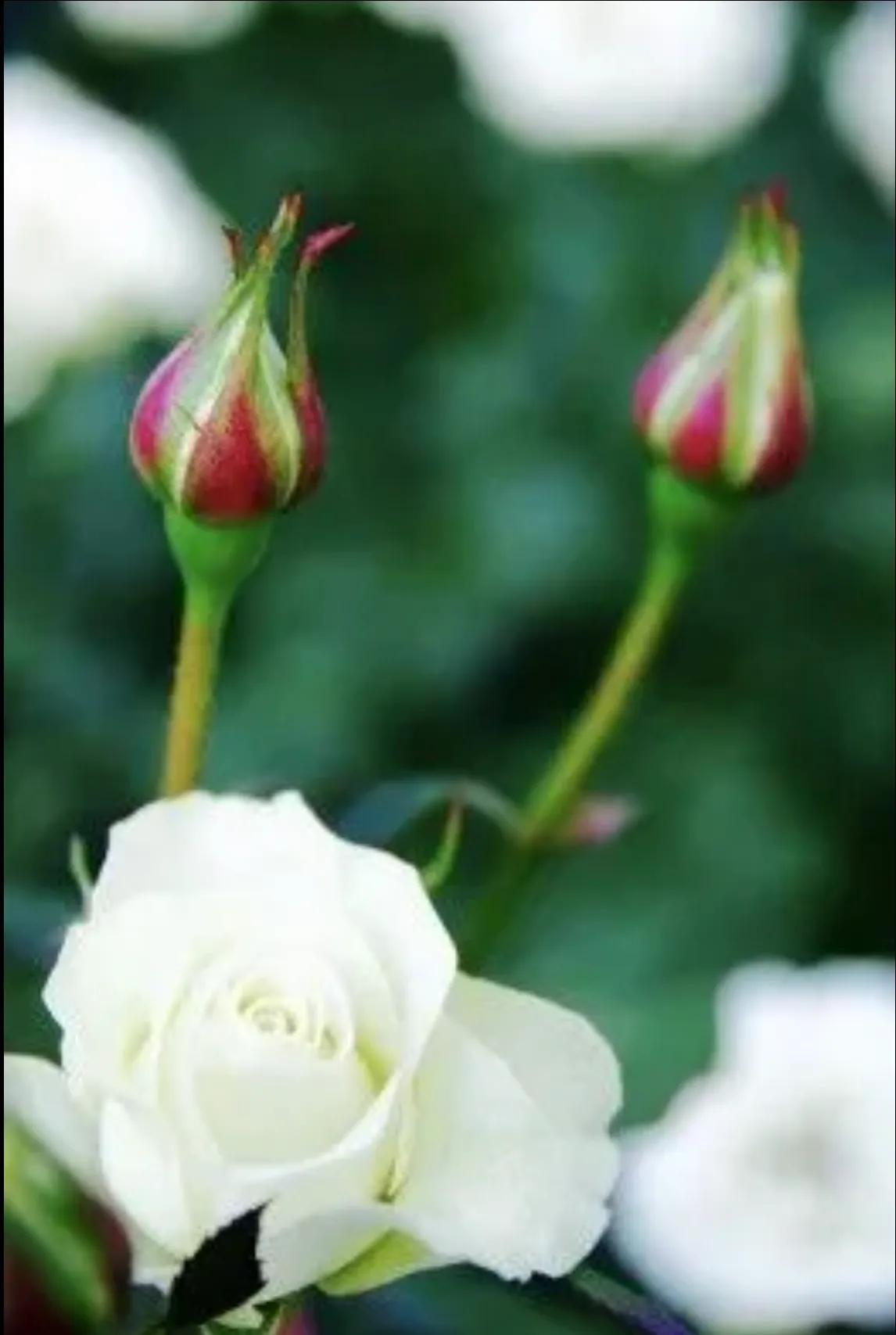 玫瑰花的资料简介，玫瑰花的外观和特征是什么