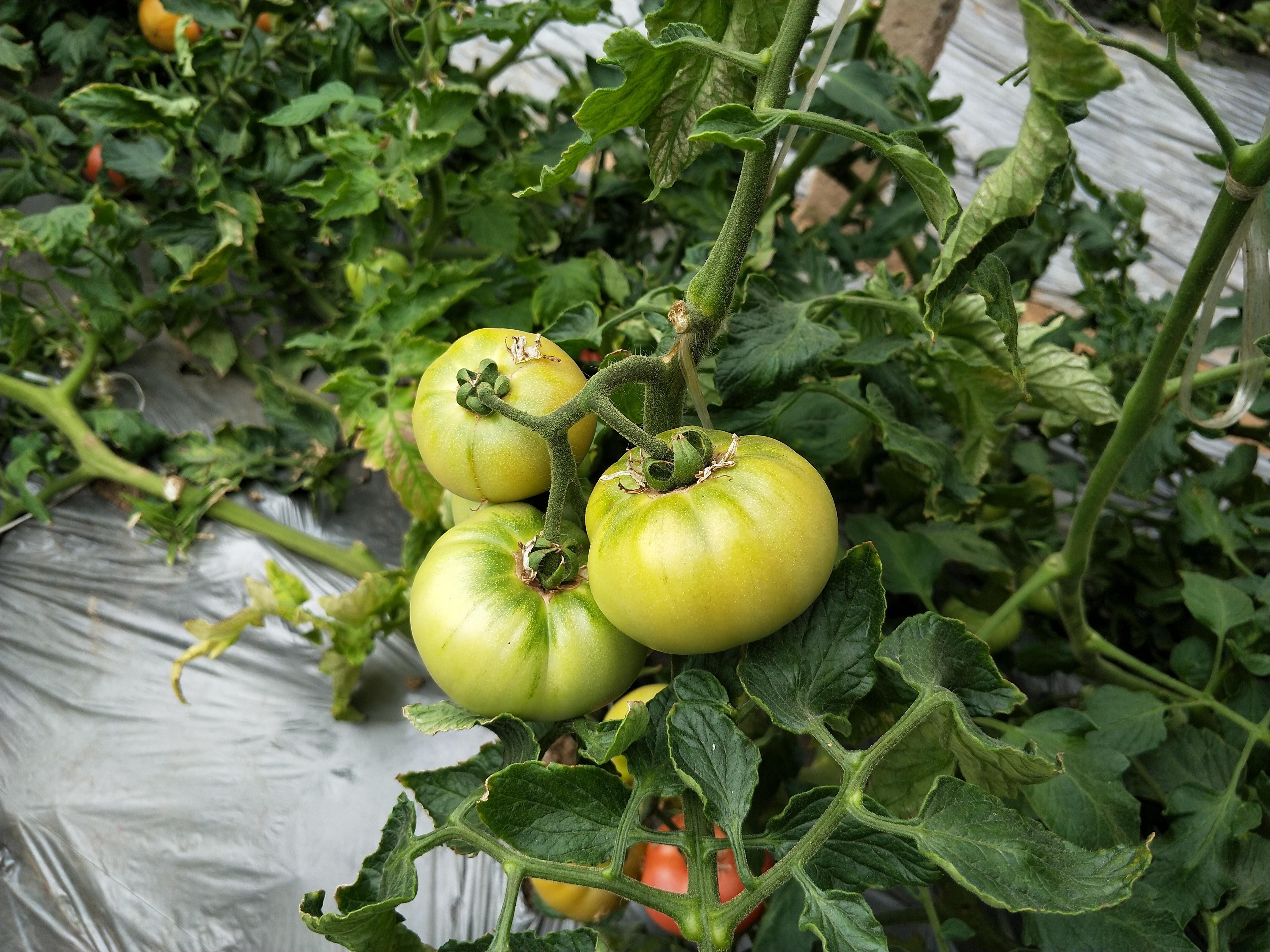 番茄用什么肥料好，养护番茄需要用哪些肥料呢