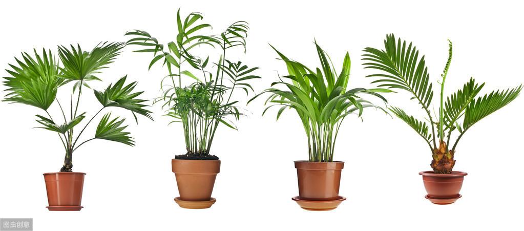 散尾竹叶子发黄干焦是什么原因，散尾竹的养殖技巧