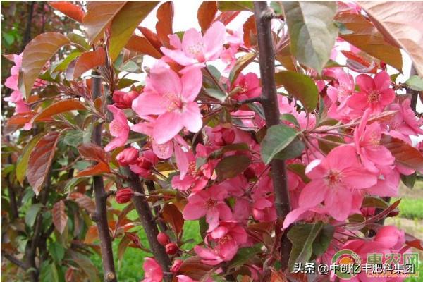 樱花树苗盆栽怎么养，家养樱花的方法和技巧
