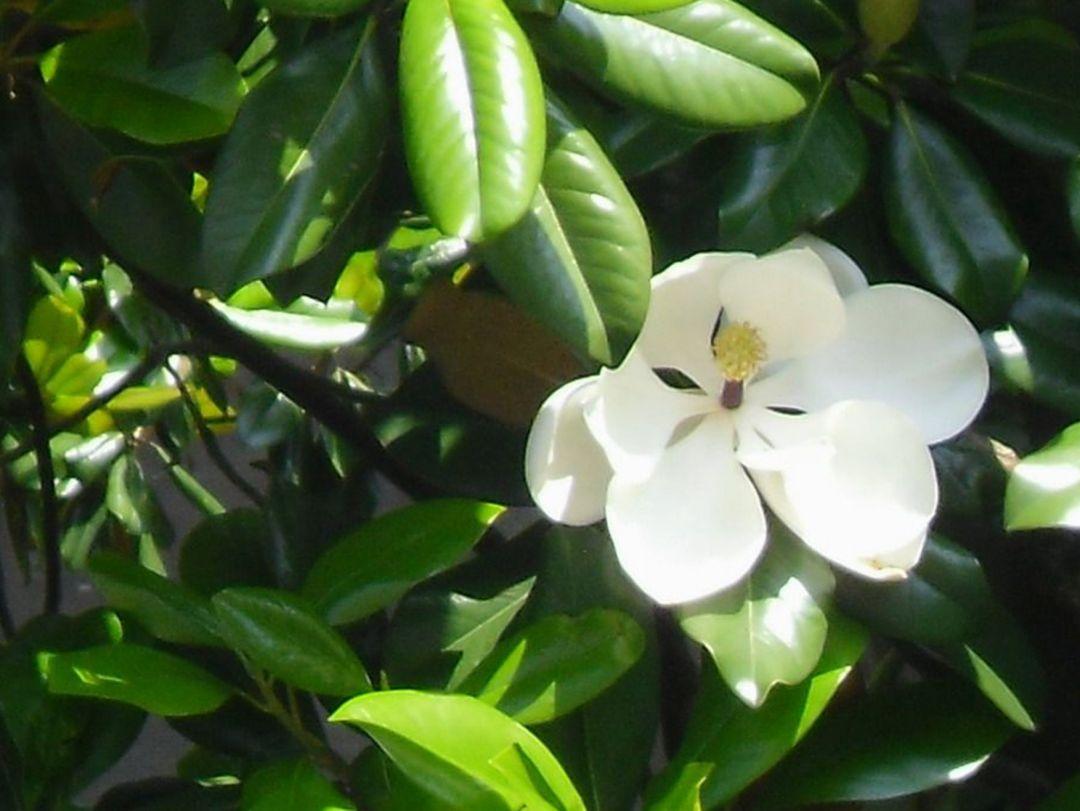 白兰花的养殖方法和注意事项，分享白兰花的养护技巧
