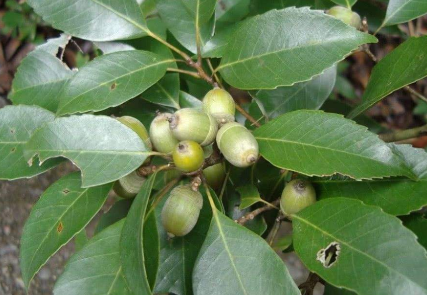 青冈栎是什么植物，关于青冈栎的介绍