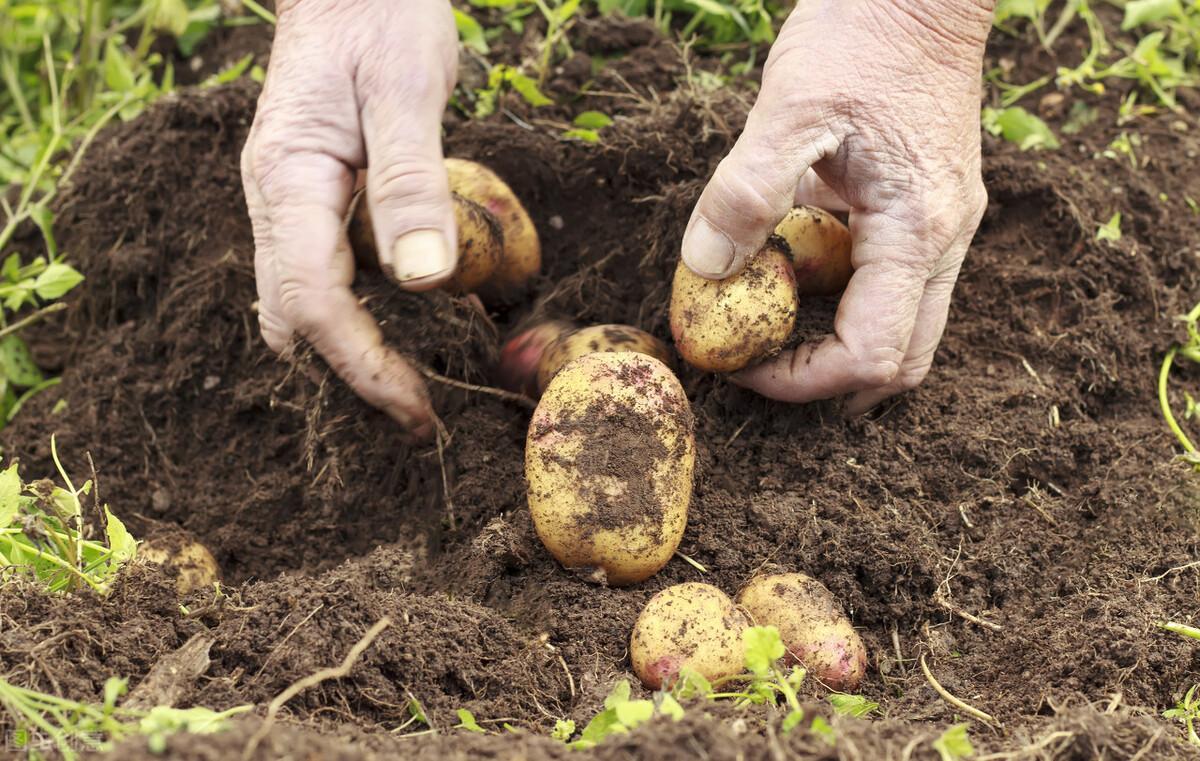 土豆的种植过程4个步骤，栽培土豆的详细方法和流程