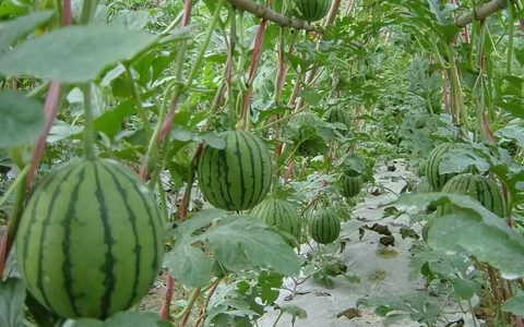 西瓜育苗到移植需多少天，一个西瓜从栽种到采收的全过程介绍