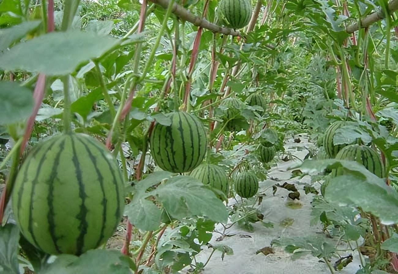 西瓜育苗到移植需多少天，一个西瓜从栽种到采收的全过程介绍