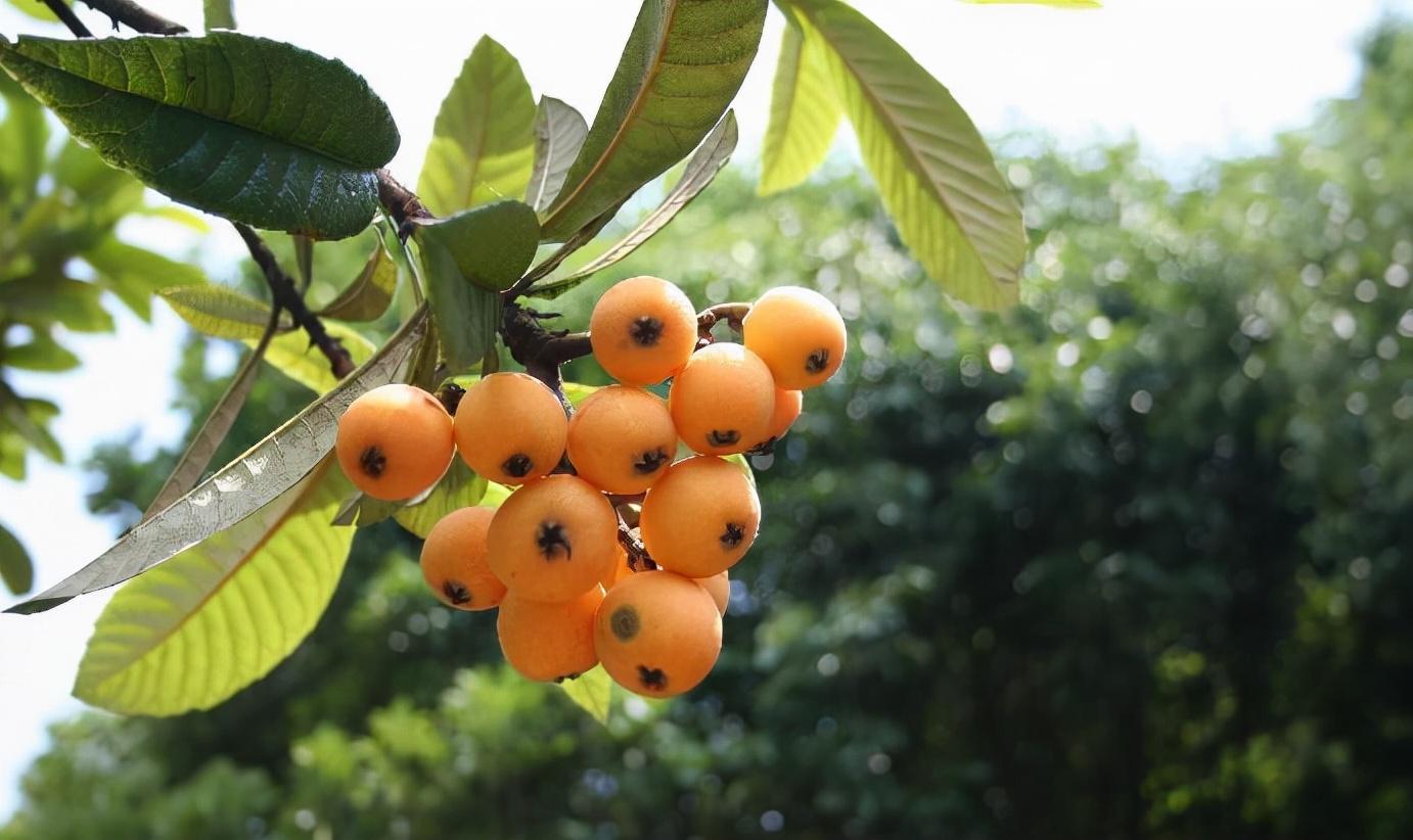 四川适合种植50种果树，四川可以种的果树品种有哪些