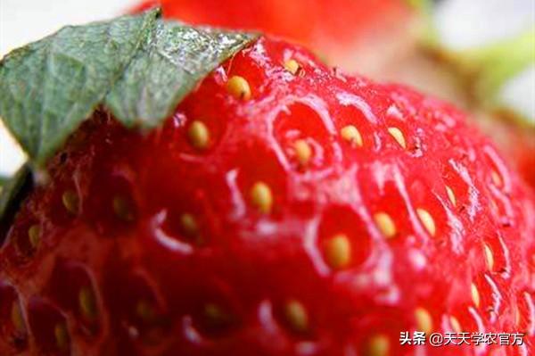 草莓的种子是什么，草莓苗是怎么来的