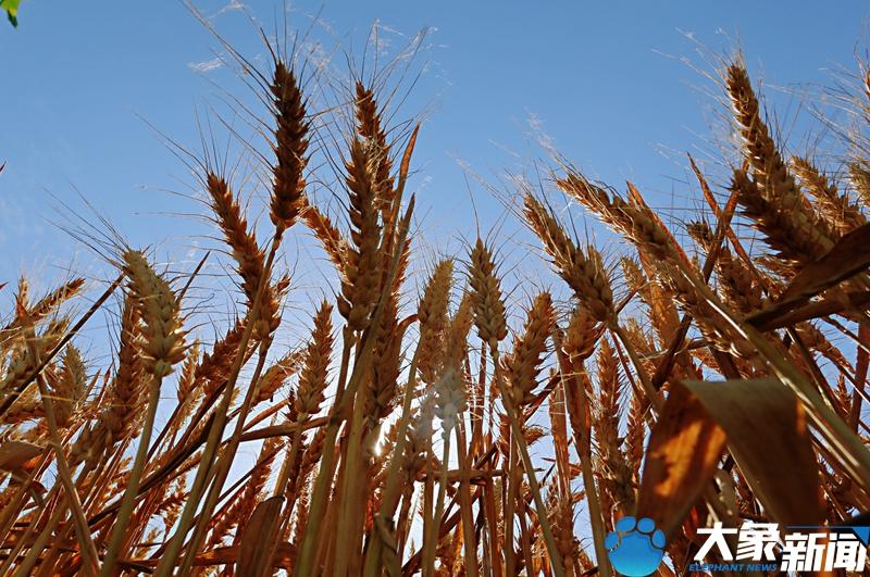 产量900公斤小麦品种，几个高产的小麦介绍