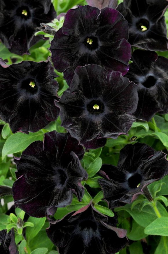 黑色花朵有哪些（黑色的花有什么品种）