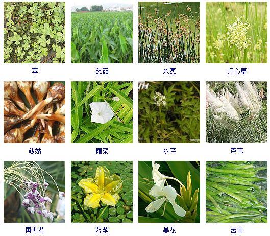 水生植物100种图片，常见的水生植物介绍