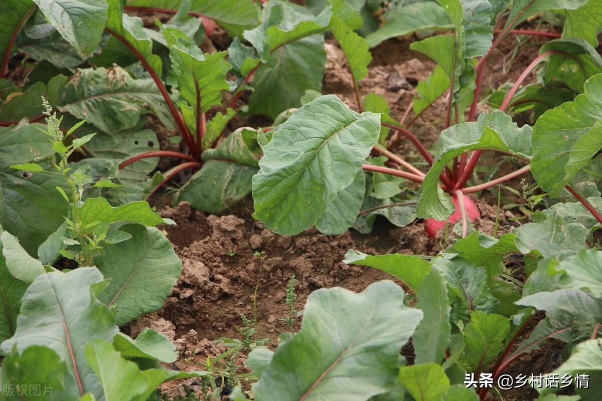 萝卜苗可以移栽种植吗，萝卜苗的养护方法