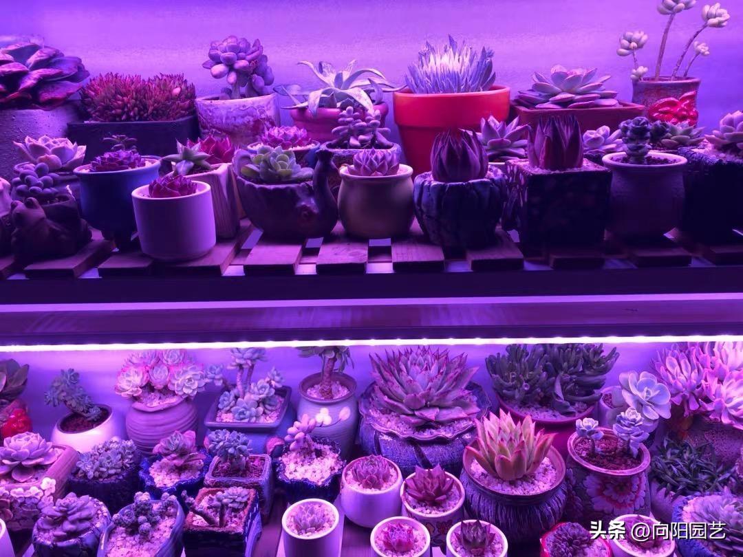 植物补光灯跟照明灯区别，补光灯对植物有用吗