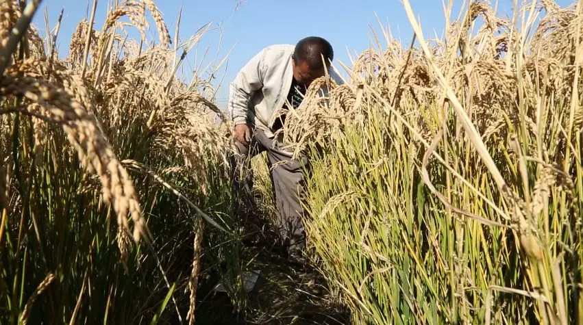 水稻什么时候收割，水稻在几月份收割最好