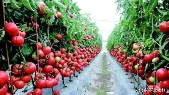 西红柿种植时间季节，西红柿几月播种合适