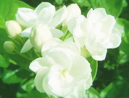 茉莉花的种植方法及养护，茉莉花的栽培方法和注意事项