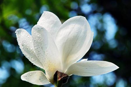白玉兰花浇水时间，白玉兰花浇水的频率和方法