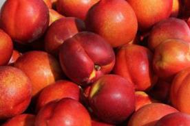 油桃一般什么时候成熟，油桃成熟在什么季节
