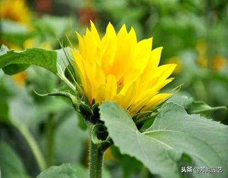 向日葵的生长周期介绍，简单描述向日葵的成长过程