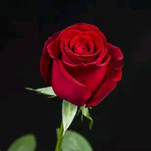 卡罗拉玫瑰花语是指什么，卡罗拉玫瑰的养护方法