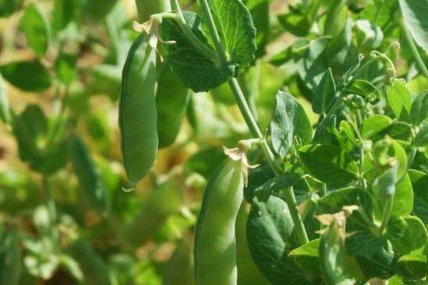 豌豆种植时间和方法，养殖豌豆的技巧
