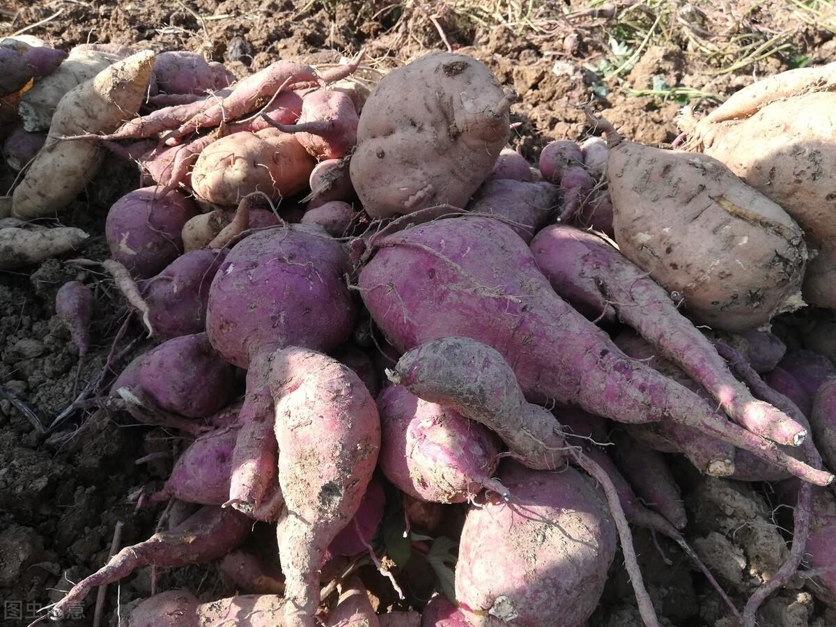 红薯用什么肥料才能高产?让红薯产量高的肥料推荐
