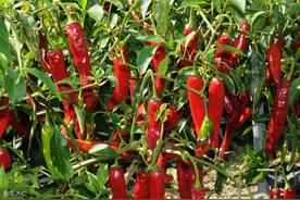 辣椒育苗需多少天，辣椒的生长周期