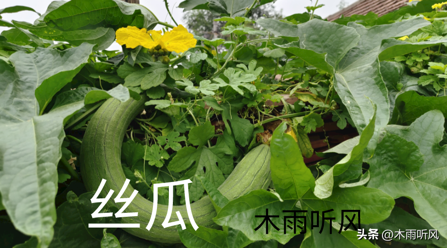 丝瓜的种植方法和时间，丝瓜养殖阶段的情况分析