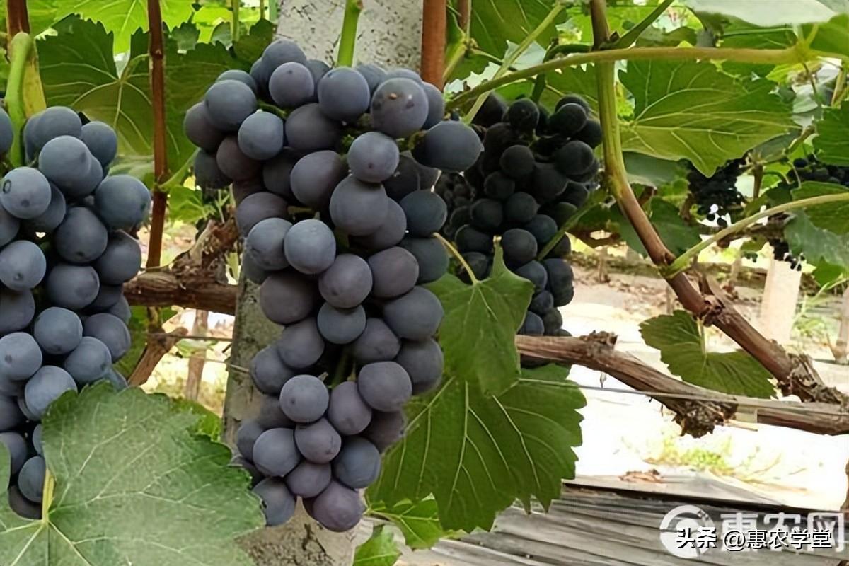 夏黑葡萄几月份成熟，夏黑葡萄在什么季节上市